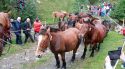 Espinavell recupera la Tria de Mulats amb 300 animals