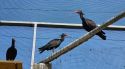 L’Escala rep sis ibis ermitans del Zoo de Barcelona per reforçar la recuperació de l’espècie