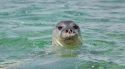 Port de la Selva rebutja la reintroducció de la foca monjo