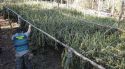 Detingut a Vilopriu amb 1.360 quilos de marihuana en una zona de difícil accés