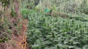 La plantació desmantellada per la Guàrdia Civil © ACN