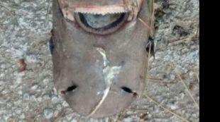 Tauró dormilega mort a la Cala Pola a Tossa de Mar