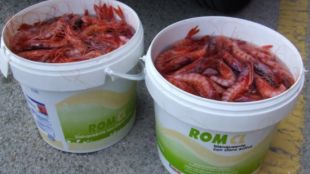 Gambes intervingudes per la policia © ACN