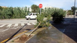 La pluja ha arrencat alguns arbres de soca-rel, com aquests que hi ha a l'entrada del municipi © ACN