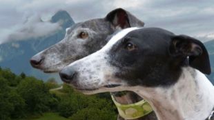Una de les fotografies del calendari 2015, que serveix per recaptar fons per a Galgos 112 © Jordi Cols Guitart