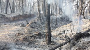 bosc, incendi, vilopriu