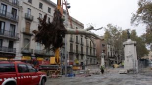 Un dels plataners centenaris en el moment de ser retirats © ACN