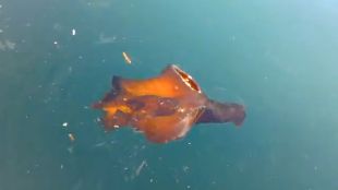 La llebre de mar al port de Sant Feliu de Guíxols © Piscis Diving/Facebook