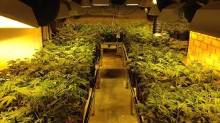 La plantació de marihuana localitzada per la Policia