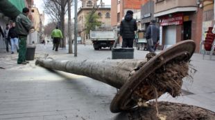 L'arbre caigut al carrer de Pi i Margall de Sant Feliu de Llobregat © ACN