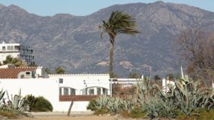 Una palmera s'inclina sota el fort vent que ha bufat aquest diumenge a l'Alt Empordà © ACN
