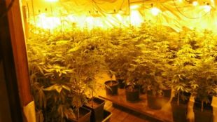 La marihuana localitzada a l'interior d'un hotel en desús a Darnius © ACN