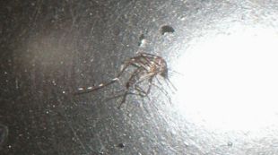 mosquit tigre, girona