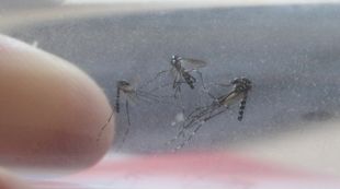 mosquit, tigre, batllori, jardí, tub
