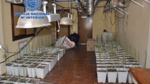 Aspecte de la plantació descoberta per la policia © ACN