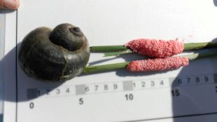 El cargol poma trobat al camp de Palau-Sator