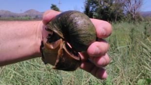 Un dels exemplars de cargol poma capturats a la parcel·la afectada situada a Palau-sator © ACN
