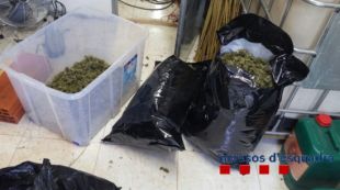 Els cabdells de marihuana preparats que els agents van localitzar