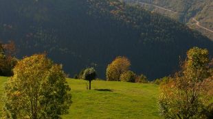 ribes, freser, paratge, bosc