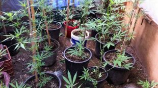 Algunes de les plantes comissades