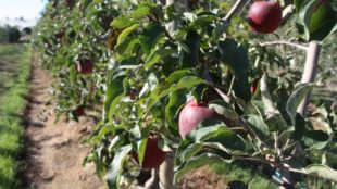 Pomeres de la Fundació Mas Badia de la Tallada d'Empordà © ACN