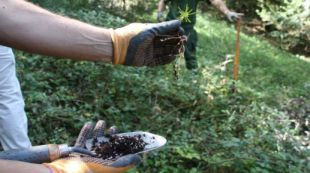 Un dels teixos petits que es planten en una finca de l'Alta Garrotxa en el programa Life © ACN