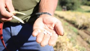 Els cabirols malmeten els fesols de Santa Pau (arxiu)