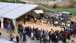 Un instant durant el concurs morfològic de vaques de raça frisona
