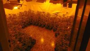 Una de les plantacions localitzades al barri gitano de Figueres