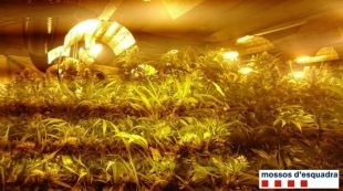 Aglunes de les plantes trobades a l'interior de la casa