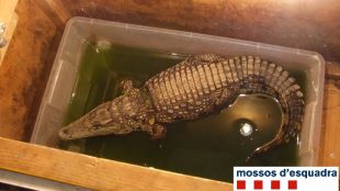 El cocodril dins la caixa de plàstic amb aigua bruta