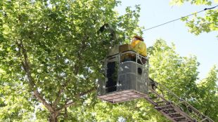 Els apicultors retiren l'eixam d'abelles del firal d'Olot © ACN