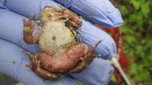 El tòtil que van trobar mort a la comarca de la Selva la primavera passada