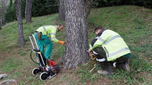 Dos tècnics tractant un pi de la ciutat de Girona seguint la tècnica de l'endoteràpia per combatre la processionària © ACN