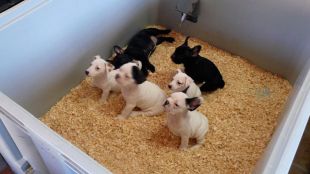 Cadells de gos en un dels centres d'importació d'animals que hi ha a les comarques gironines