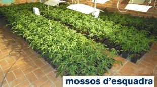 La plantació comissada a Vilafant