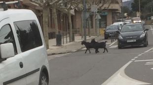 Les cabres, creuant la Gran Via davant els vehicles