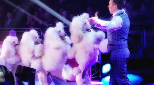 Espectacle amb gossos de Evgeny Komisarenko