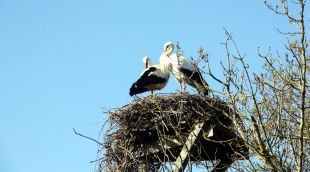 Unes cigonyes en un dels nius que tenen al Parc Natural dels Aiguamolls, aquest matí