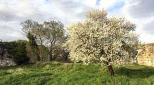 Un ametller florit a Monjuïc
