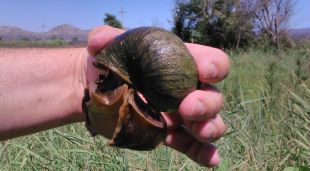Un exemplar de cargol poma capturat a Palau-sator