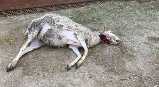 La ovella morta suposadament pel gos del caçador