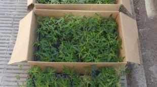 Les plantes de marihuana intervingudes per la policia espanyola