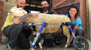 Una ovella ferida que rep assistència