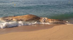 La balena morta, a la platja de Lloret