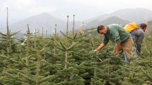 arbres, nadal, conreu