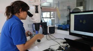 Una tècnica del Consorci de l'Estany mirant amb el microscopi juvenils de nàiades criades en captivitat