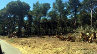 Zona on s'estan fent les tales d'arbres