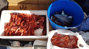 Sis quilos de gamba vermella i més d'un quilo de besuc confiscats a Palamós