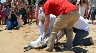 Moment de l'alliberament de la 'Wonder' a la platja de s'Abanell